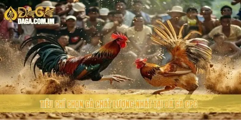 Đá Gà CPC - Kinh Nghiệm Chọn Gà Đá Chất Lượng Cao Từ Daga 2 Tiêu chí chọn gà chất lượng nhất tại đá gà CPC