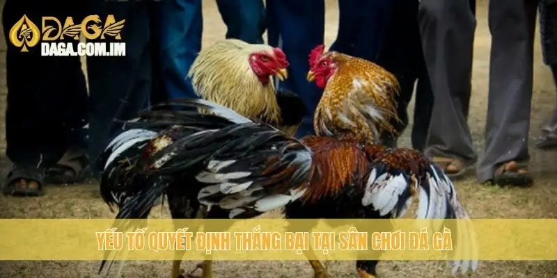 Đá Gà CPC - Kinh Nghiệm Chọn Gà Đá Chất Lượng Cao Từ Daga 3 Yếu tố quyết định thắng bại tại sân chơi đá gà