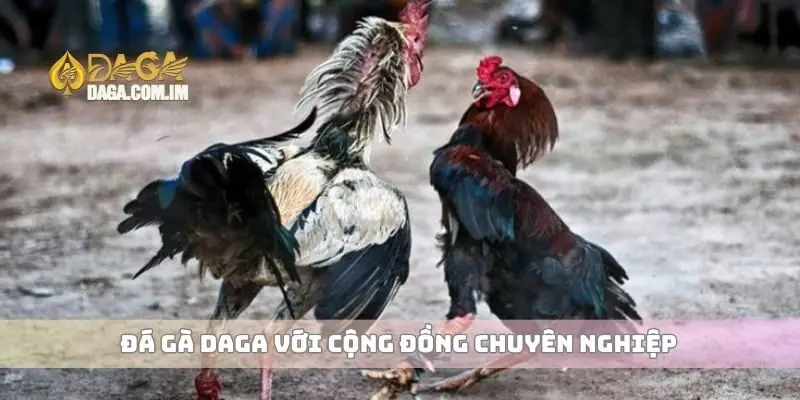 Đá gà Daga với cộng đồng chuyên nghiệp