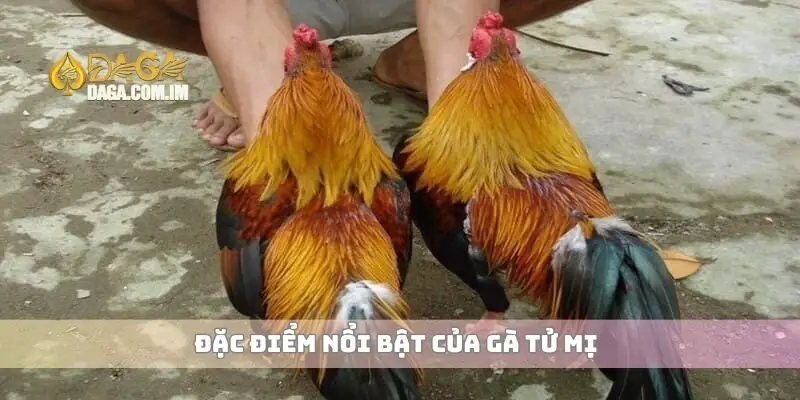 Gà tử mị là gì và những đặc điểm giúp nhận biết dễ dàng 2 Đặc điểm nổi bật của gà tử mị