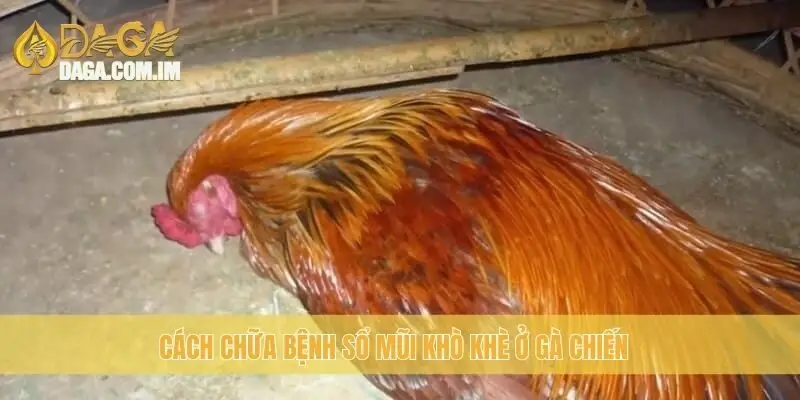 Gà bị sổ mũi khò khè: cách chữa trị tốt nhất từ Daga 2 Cách chữa bệnh sổ mũi khò khè ở gà chiến