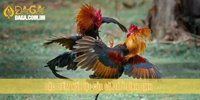 Gà Đá Bình Định: Chất Lượng Gà Bình Định Từ Daga 2 Đặc điểm nổi bật của gà đá ở Bình Định