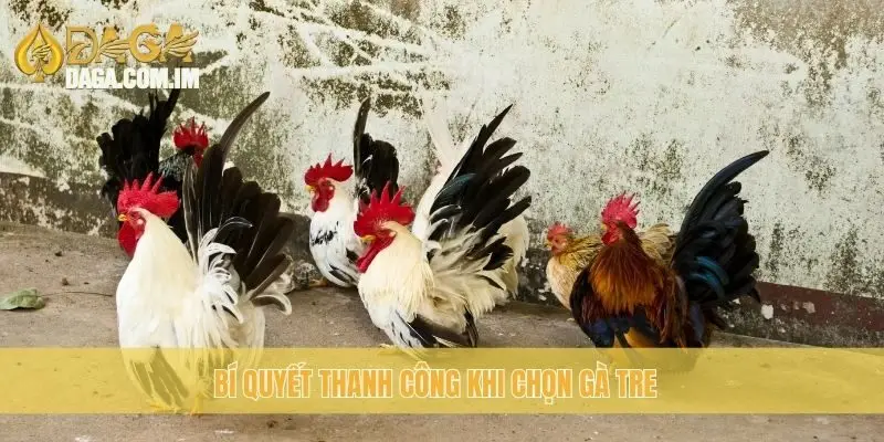 Hướng dẫn chọn gà tre chọi: bí kíp thành công cùng Daga 3 Bí quyết thanh công khi chọn gà Tre