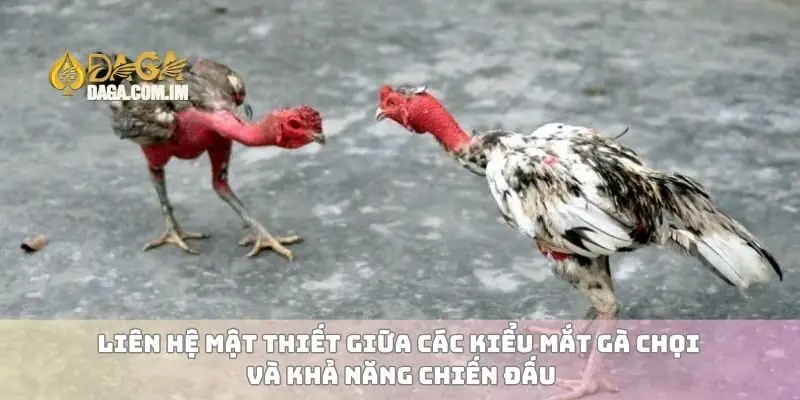 Các kiểu mắt gà chọi và ảnh hưởng đến chiến thắng thi đấu 3 Liên hệ mật thiết giữa các kiểu mắt gà chọi và khả năng chiến đấu