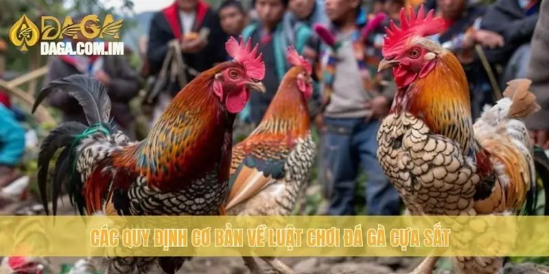 Luật chơi đá gà cựa sắt: Cập nhật quy định mới nhất Daga 2 Các quy định cơ bản về luật chơi đá gà cựa sắt