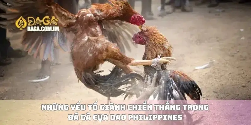 Đá gà cựa dao Philippines và các yếu tố quan trọng cần hiểu 2 Những yếu tố giành chiến thắng trong đá gà cựa dao Philippines