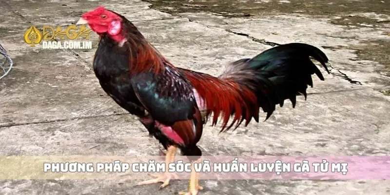Gà tử mị là gì và những đặc điểm giúp nhận biết dễ dàng 3 Phương pháp chăm sóc và huấn luyện gà tử mị