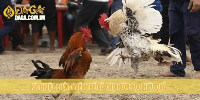 Thế gà chọi đòn độc: Phát triển đòn độc mạnh mẽ cùng Daga 3 Kỹ thuật phát triển thế gà chọi đòn đọc hiệu quả