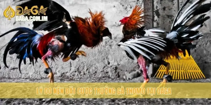 Trường Gà Thomo: Địa Chỉ Đá Gà Chất Lượng Cùng Daga 2 Lý do nên đặt cược Trường Gà Thomo tại Daga