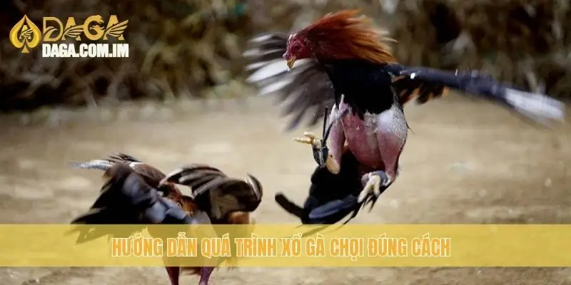 Xổ gà chọi đúng cách: Chuyên gia gà chọi Daga hướng dẫn 2 Hướng dẫn quá trình xổ gà chọi đúng cách