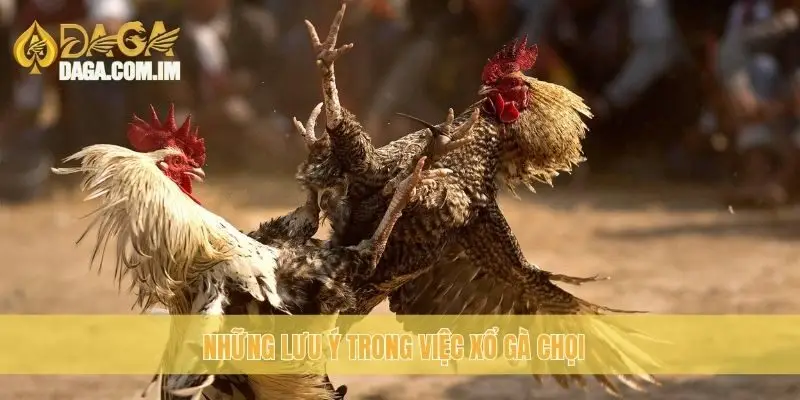 Xổ gà chọi đúng cách: Chuyên gia gà chọi Daga hướng dẫn 3 Những lưu ý trong việc xổ gà chọi